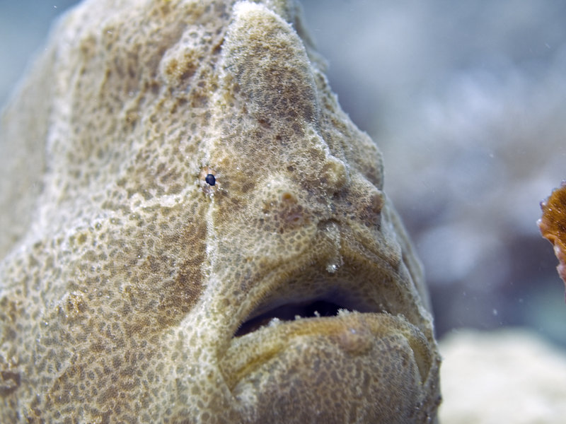 Sibuan West, Frogfish